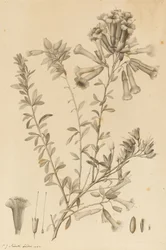 Periphragmos Species, 1787
